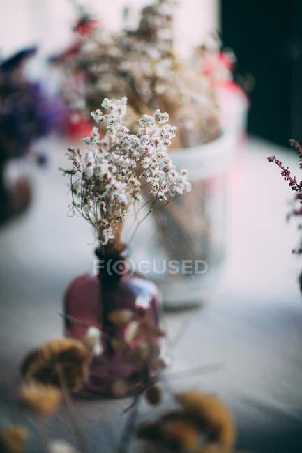Flores secas en jarrón - foto de stock