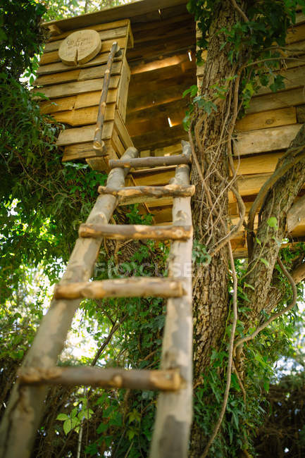 Вид знизу драбини, що веде до дерев'яного будинку в оточенні зелені — стокове фото