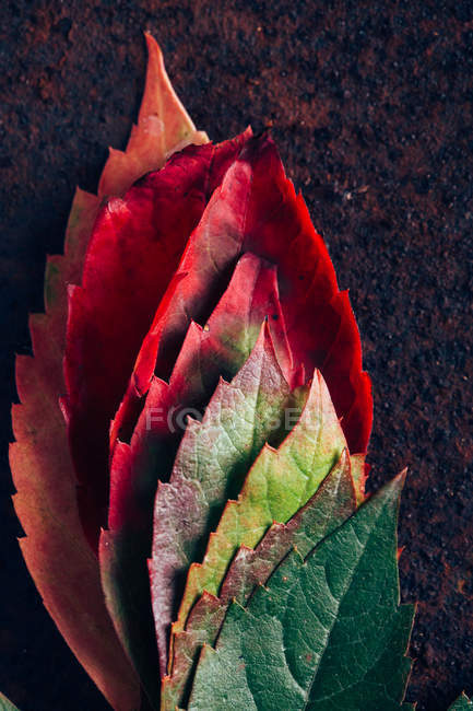 Купка осіннього градієнтного листя — стокове фото