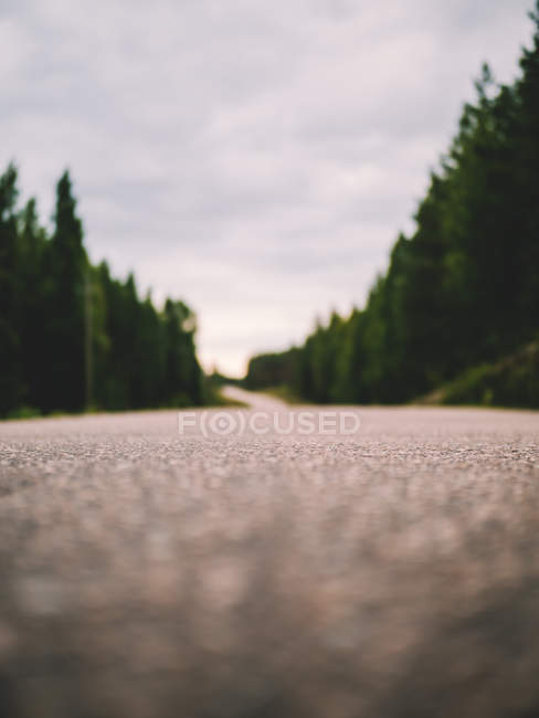 Strada asfaltata nel bosco — Foto stock