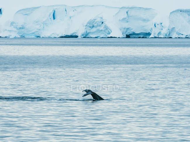 Cola de ballena en el mar - foto de stock