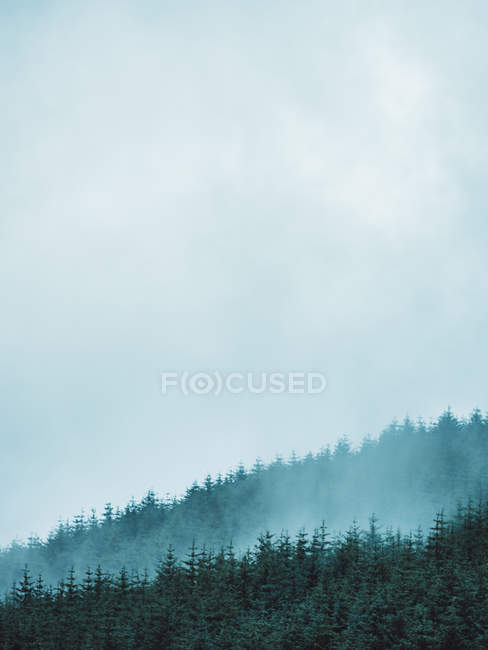 Nebbia che corre sopra le cime degli alberi — Foto stock