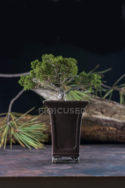 Árvore bonsai em vaso ornamentado — Fotografia de Stock
