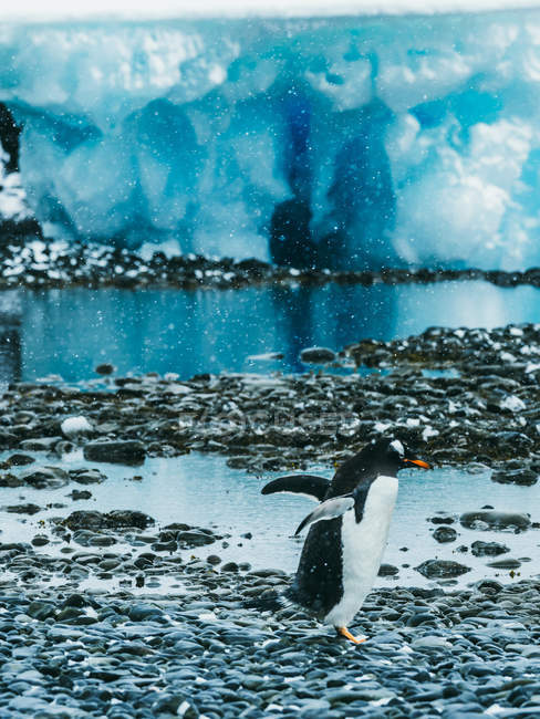 Pingouin sur fond de mer — Photo de stock
