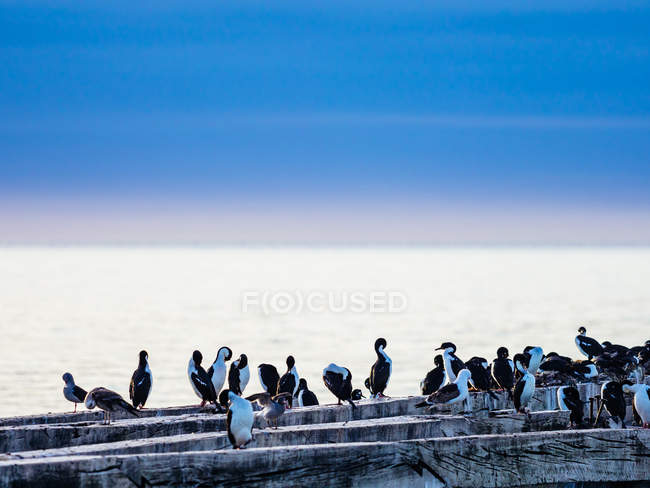 Birds nesting on wooden pier — Stock Photo