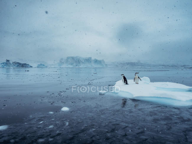 Pinguins em geleira — Fotografia de Stock