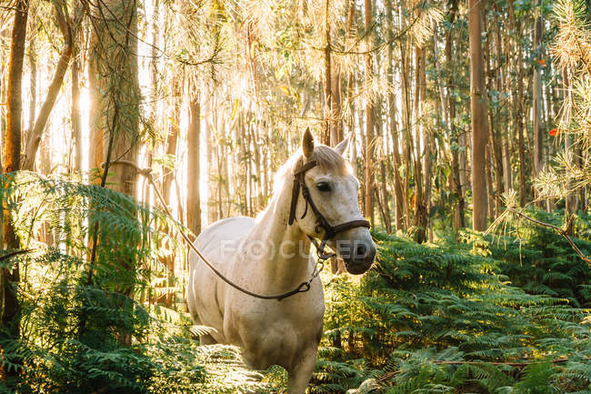 Tethered white horse in woods lit with sunset lights. — Stock Photo