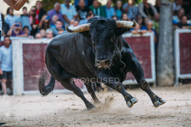 Volver toro corriendo en la arena plaza de toros - foto de stock