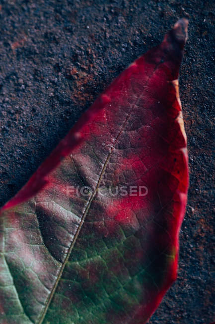 Осіннє листя градієнта — стокове фото