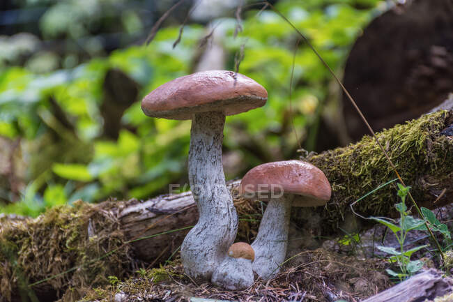Pictures of various types of poisonous mushrooms — Stock Photo
