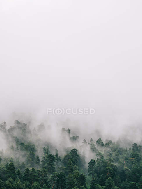 Arbres verts dans un brouillard épais — Photo de stock
