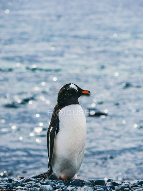 Пингвин стоит на гальке — стоковое фото