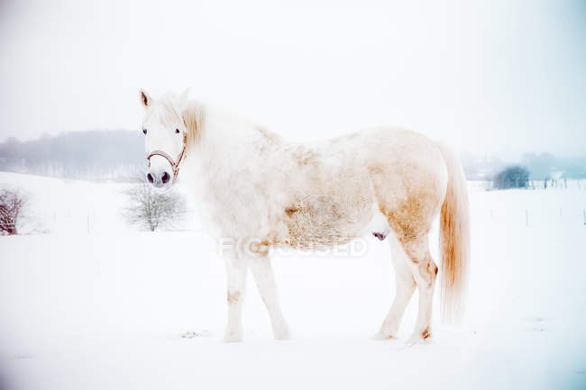 Cavalo branco em pé na neve no dia ensolarado de inverno . — Fotografia de Stock