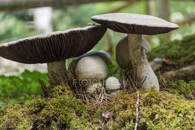 Крупный план ядовитых грибов в лесу — стоковое фото