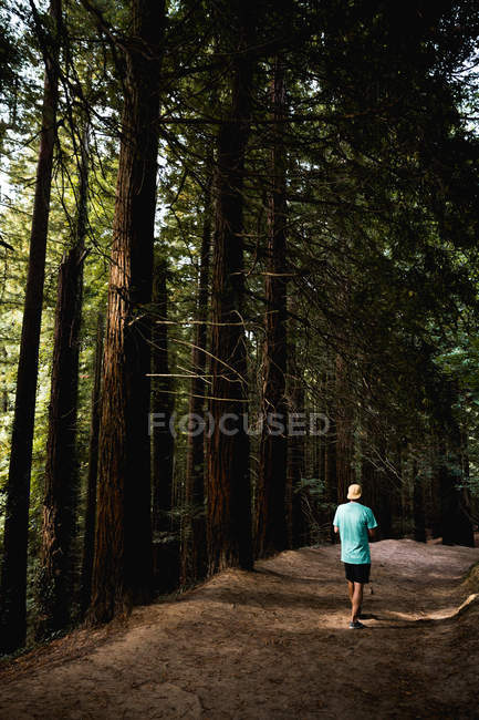 Вид сзади на человека, идущего по лесной дороге вдоль леса — стоковое фото