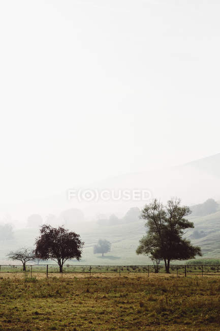 Vue panoramique des arbres à la campagne sur fond de pente de colline brumeuse — Photo de stock