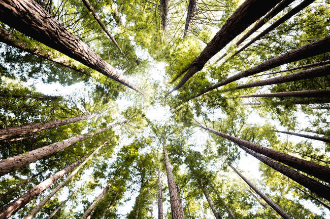 Вид знизу високих зелених стовбурів дерев у сонячному лісі . — стокове фото