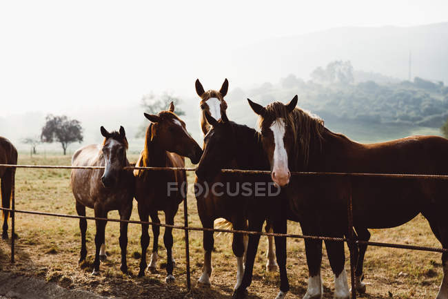 Стадо лошадей стоит у забора в загоне в горах . — стоковое фото