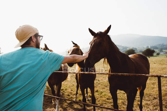 Vista lateral del hombre barbudo palmando caballos en el campo brumoso - foto de stock