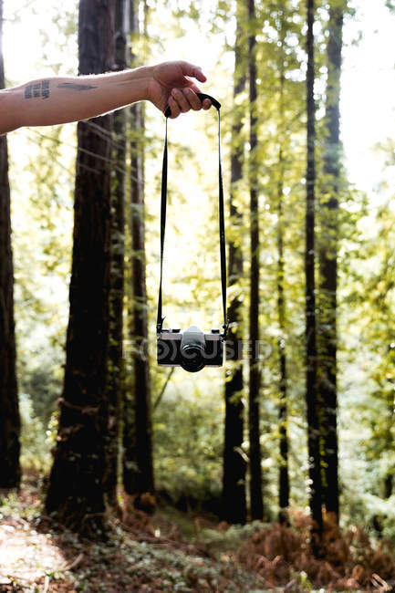 Erntehelfer halten Analogkamera im sonnigen Wald. — Stockfoto