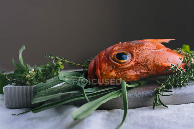 Натюрморт сирої червоної скорпіонної риби з розмарином і чебрецем — стокове фото