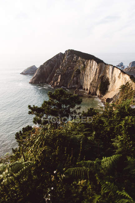 Veduta aerea degli alberi sulla costa a piombo — Foto stock