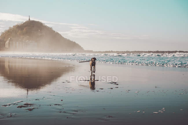 Cão com pau nos dentes correndo na praia enevoada — Fotografia de Stock