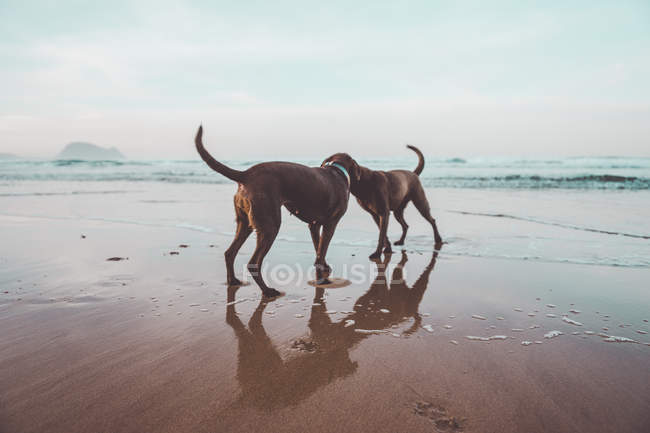 Dos perros labradores marrones divirtiéndose en la orilla del mar - foto de stock