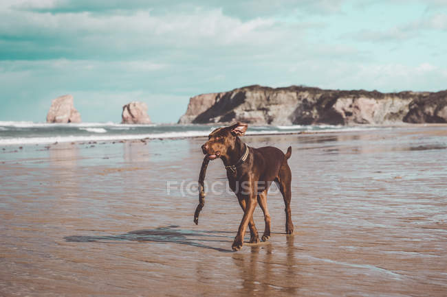 Собака играет с палкой на берегу моря — стоковое фото