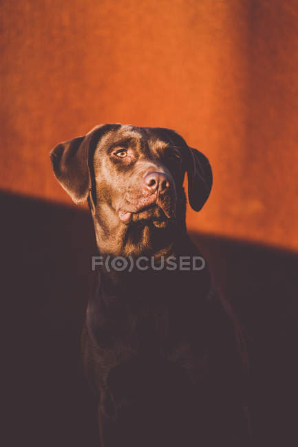 Солнечная собачья морда смотрит в сторону — стоковое фото