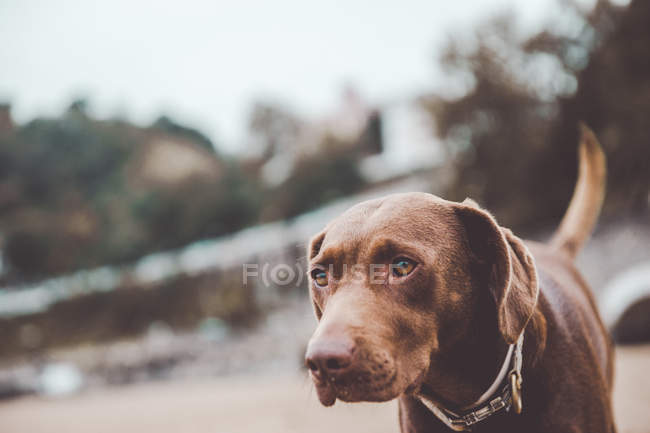 Brown labrador dog on stairs looking forward with interes — Stock Photo