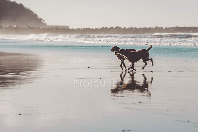 Dois cães labradores marrons correndo juntos e carregando pau em chaps no litoral — Fotografia de Stock