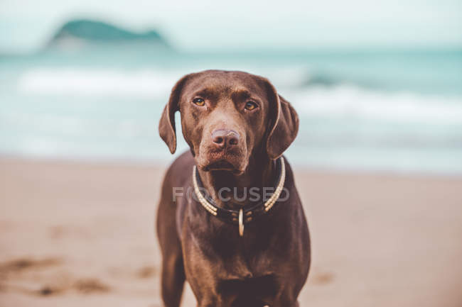 Brown labrador dog posing on shore and looking at camera — Stock Photo