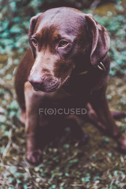 Очаровательная коричневая собака-лабрадор сидит на земле и смотрит в сторону — стоковое фото