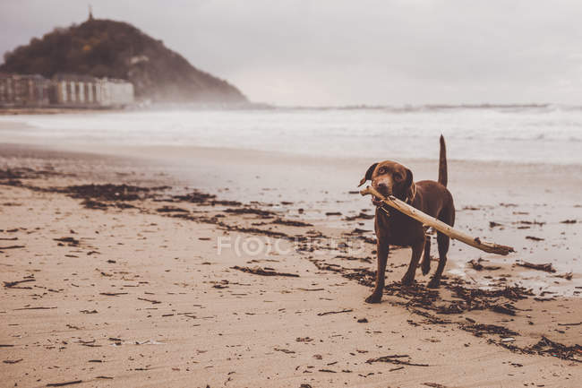 Собака играет с палкой на туманном берегу моря — стоковое фото