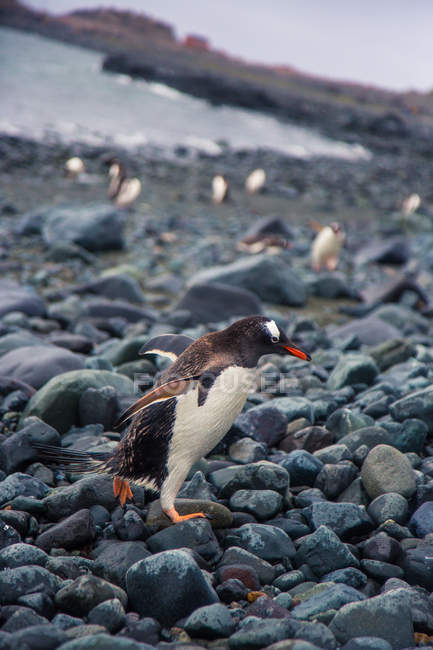Крупним планом вид на арктичний пінгвін, що йде на гальковому березі — стокове фото