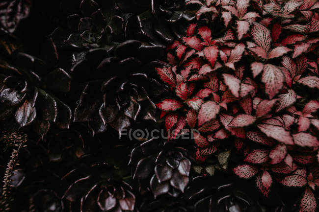 Vista de cerca del fondo floral rojo oscuro y rosa - foto de stock