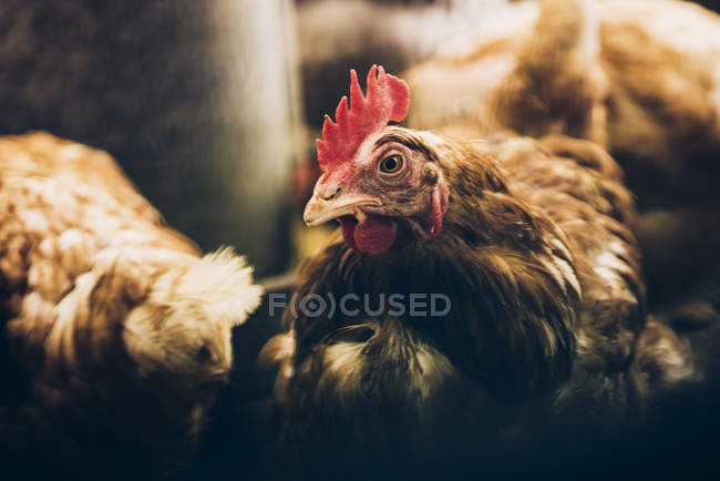 Brown chicken walking among other birds looking away. — Stock Photo