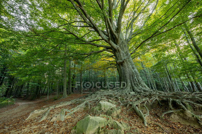 Escénica foto de viejos árboles verdes en un bosque idílico - foto de stock