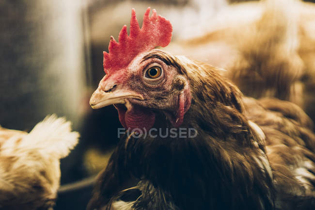 Brown chicken among other birds looking away. — Stock Photo