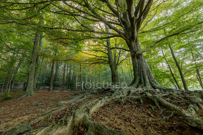 Панорамный снимок старых зеленых деревьев в идиллическом лесу — стоковое фото