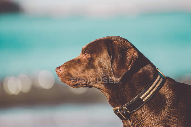 Vista lateral del perro labrador marrón posando en la orilla - foto de stock