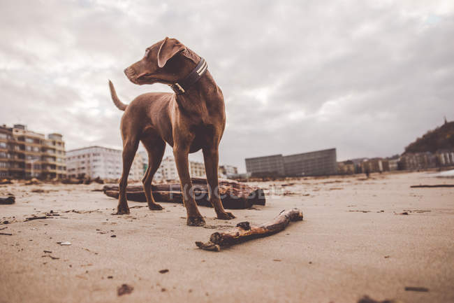 Vista basso angolo del cane labrador marrone guardando oltre la spalla in riva al mare — Foto stock