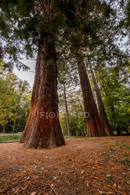 Troncos de árbol de secuoya alta en la naturaleza de otoño - foto de stock