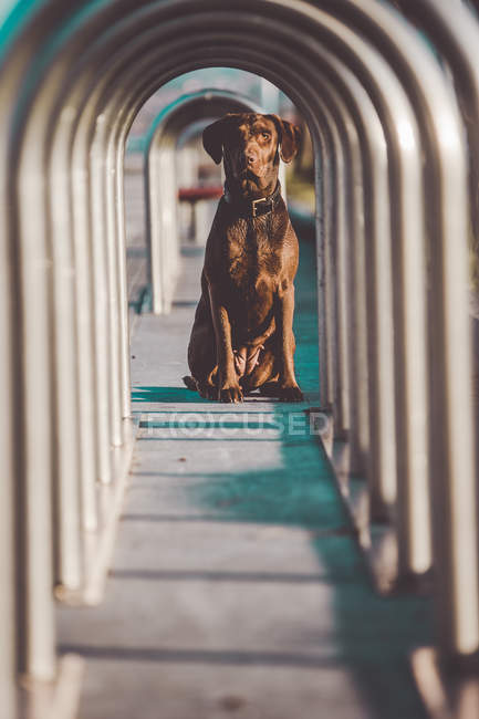 Cute brown dog sitting between two bike racks and looking at camera. — Stock Photo