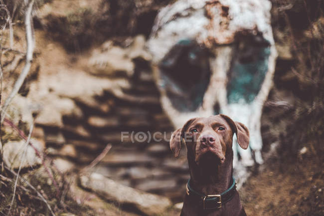 Brown labrador dog posing on background of wall with white stain remaining skull. — Stock Photo