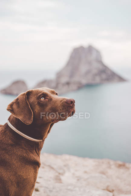 Adorable brown dog standing on cliff on background of sea and rocks. — Stock Photo
