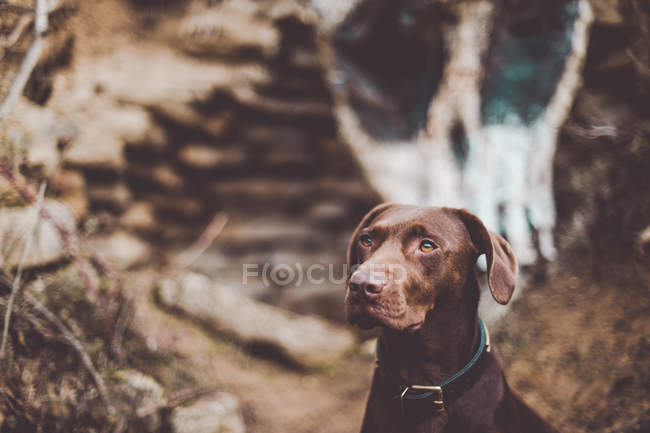 Encantador perro marrón posando en el fondo de la pared con mancha blanca cráneo restante . - foto de stock