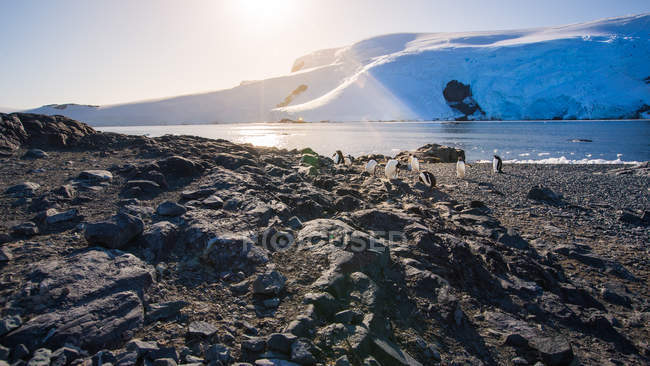 Vue lointaine des pingouins arctiques dans la marche dans la nature sauvage — Photo de stock