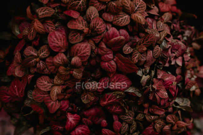 Vista da vicino delle foglie di piante rosa — Foto stock